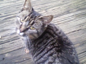 LG 600g Sample Pic 2 (click to enlarge)