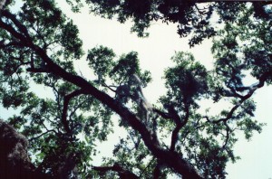 cumberland_island_18 cumberland_island_18