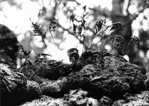 cumberland_island_20 cumberland_island_20