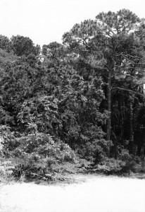 cumberland_island_21 cumberland_island_21