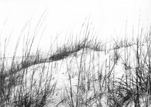 cumberland_island_22 cumberland_island_22