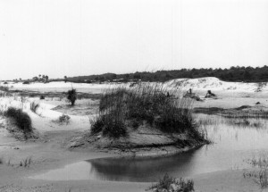 cumberland_island_23 cumberland_island_23