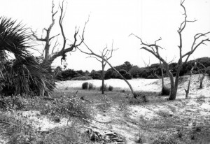 cumberland_island_24 cumberland_island_24
