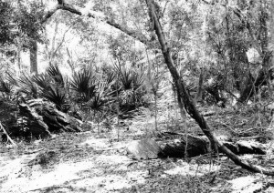 cumberland_island_25 cumberland_island_25