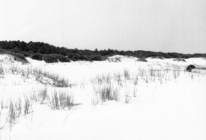 cumberland_island_26 cumberland_island_26