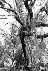cumberland_island_27 cumberland_island_27
