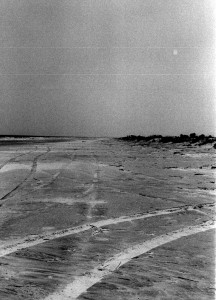 cumberland_island_29 cumberland_island_29