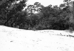 cumberland_island_32 cumberland_island_32
