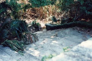 cumberland_island_41 cumberland_island_41
