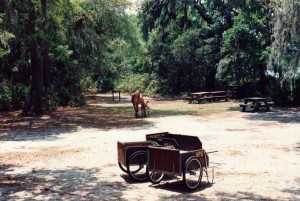 cumberland_island_51 cumberland_island_51